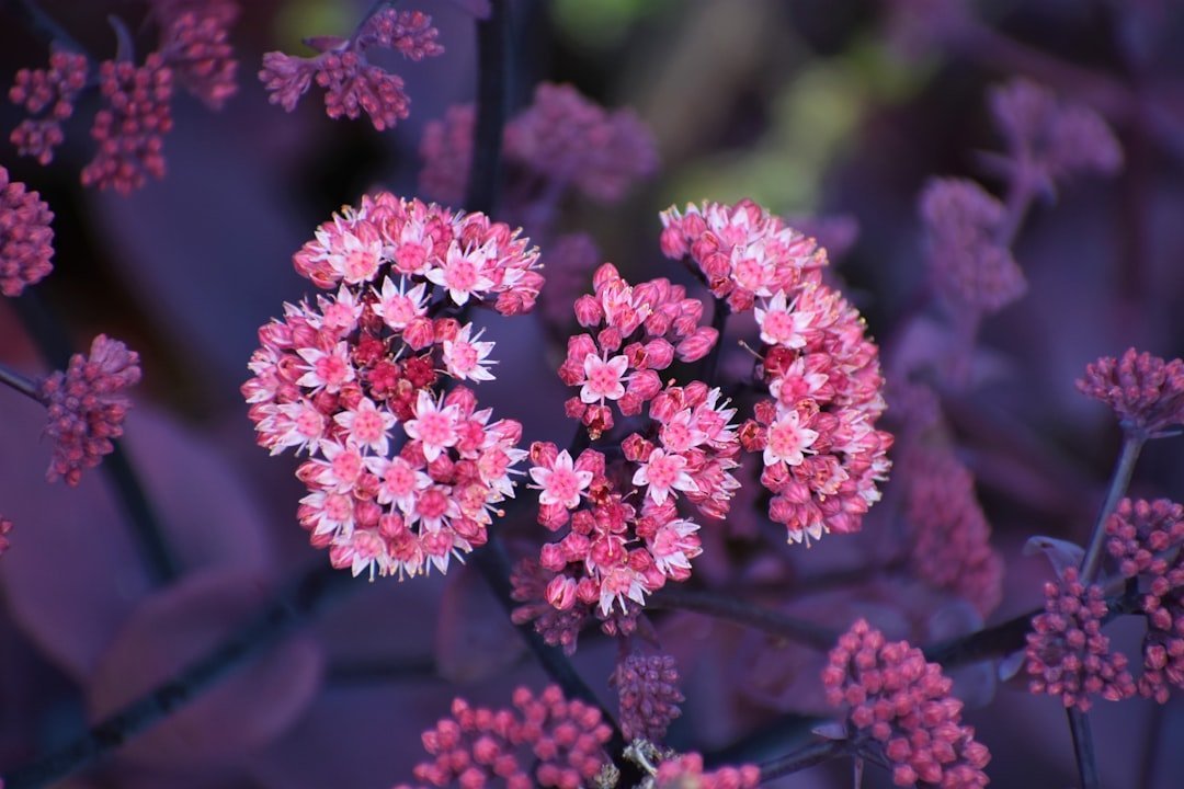 7. Sedum (Stonecrop) (Image Credits: Unsplash)