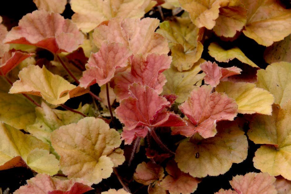Heuchera (Coral Bells) (Image Credits: Pexels)