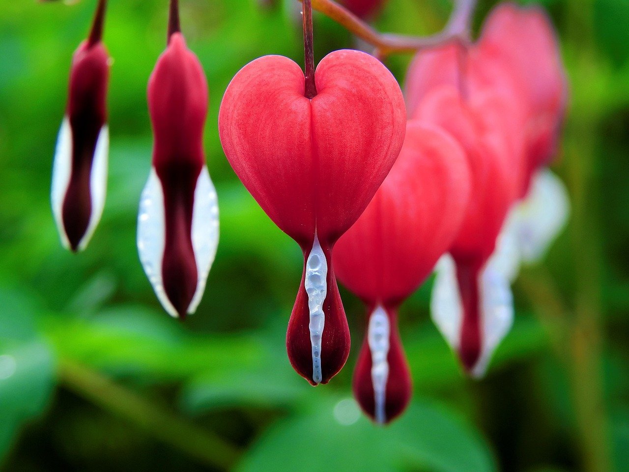 Bleeding Heart (Image Credits: Pixabay)