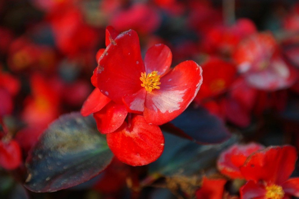 Begonias (Image Credits: Rawpixel)