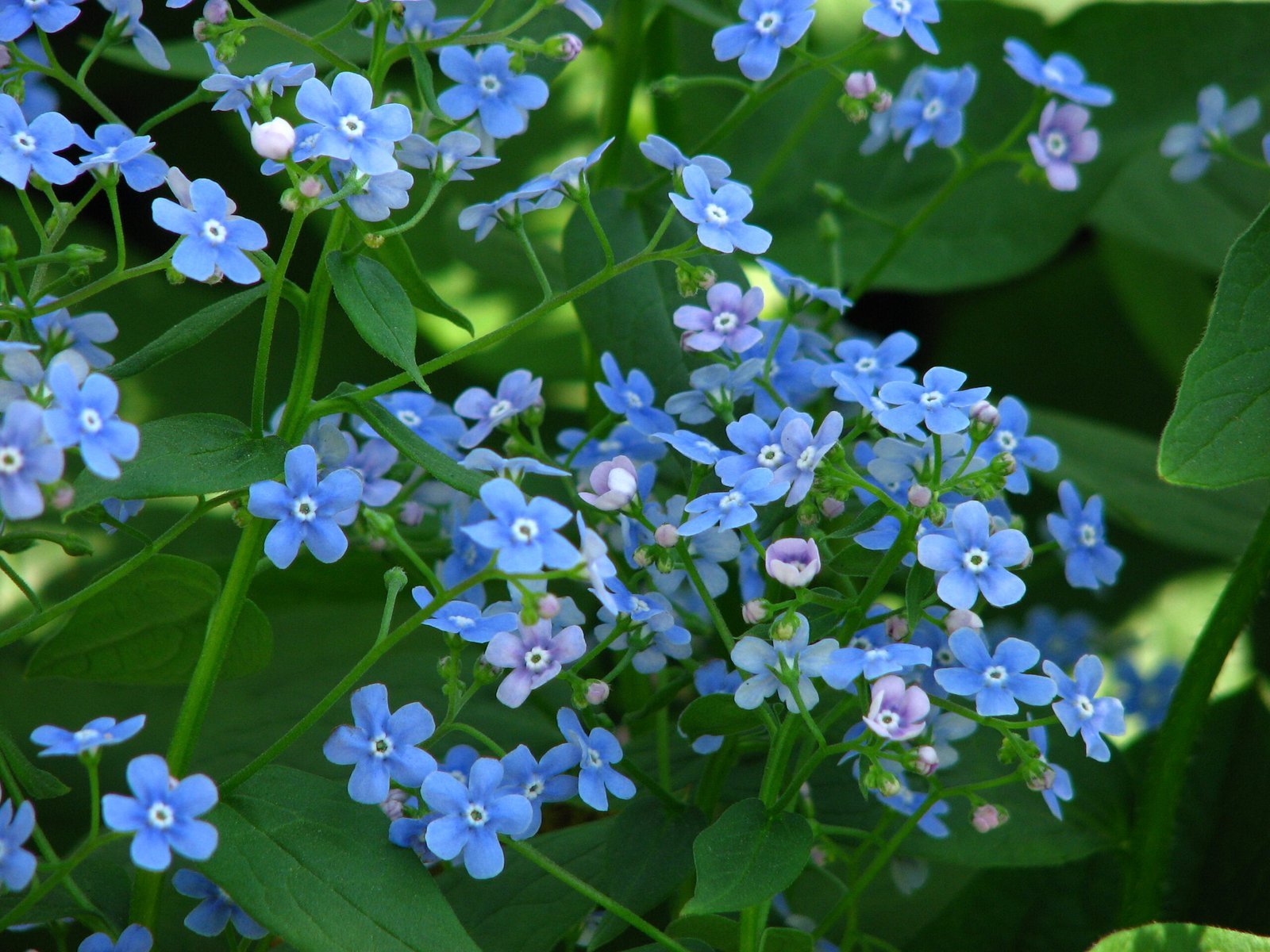 Brunnera (By Kor!An (Андрей Корзун), CC BY-SA 3.0)