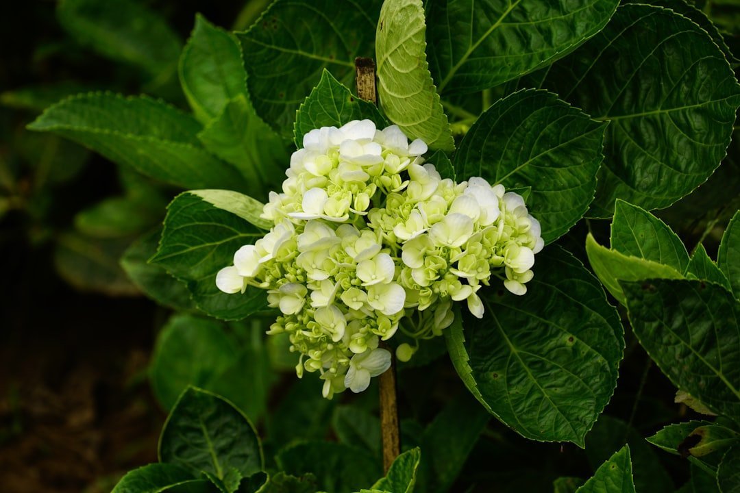 Foamflower (Tiarella) (Image Credits: Unsplash)