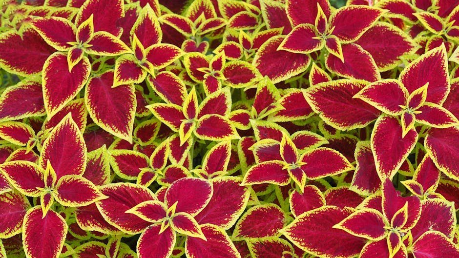 Coleus (Image Credits: Pexels)