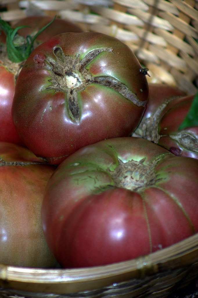 Cherokee Purple Tomato: Ancient Origins, Modern Obsession (jalexartis, Flickr, CC BY 2.0)