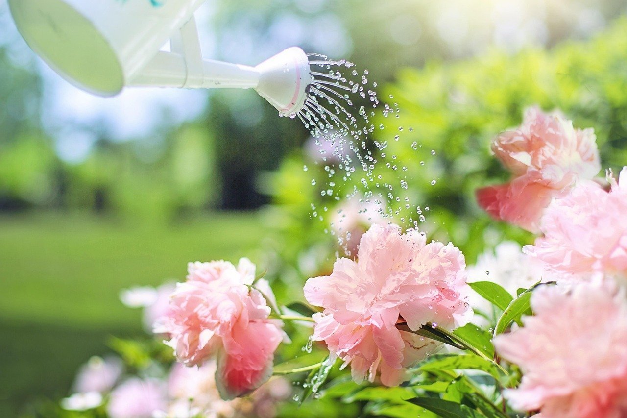 Myth #2: Watering Plants in the Sun Will Scorch Their Leaves (Image Credits: Pixabay)