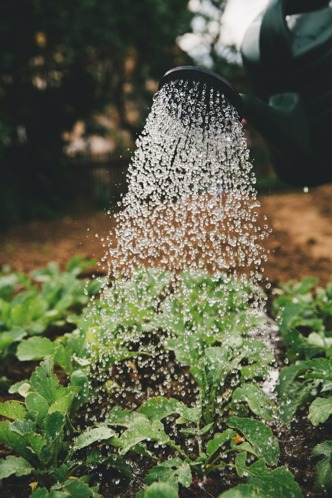 Myth #6: You Should Water Plants a Little Bit Every Day (Image Credits: Unsplash)
