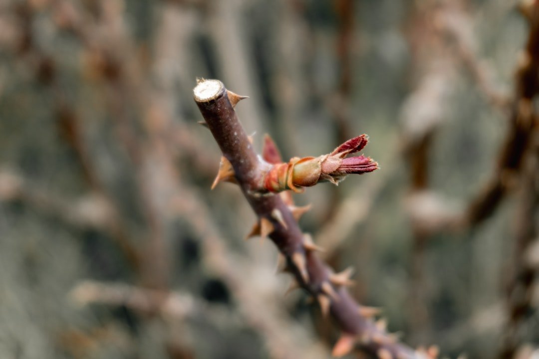 Myth #7: Pruning Paint Protects Trees After Cutting (Image Credits: Unsplash)