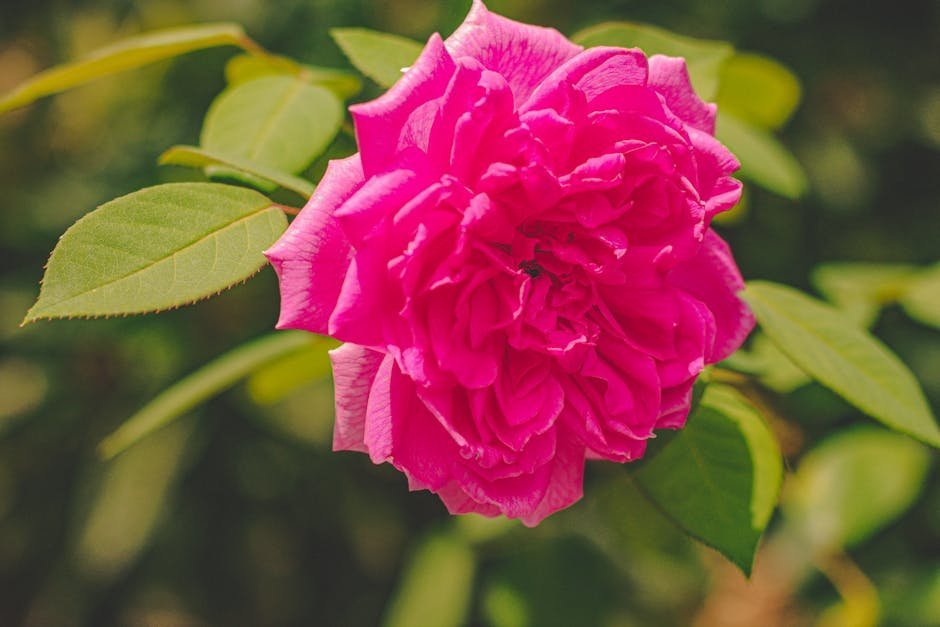 1. The Damask Rose: The Queen of Fragrance (Image Credits: Pexels)