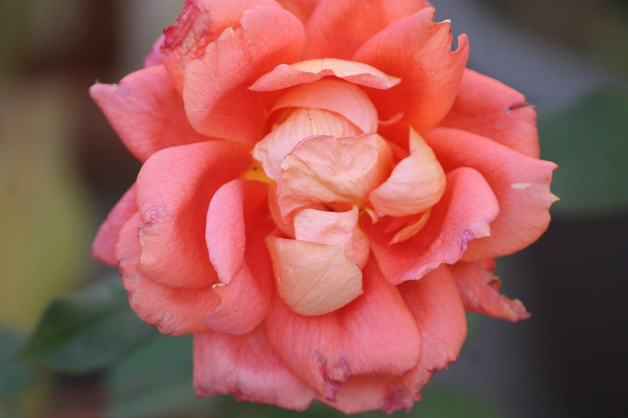 4. The Centifolia Rose: Layers Upon Layers of Perfumed Petals (Image Credits: Pixabay)