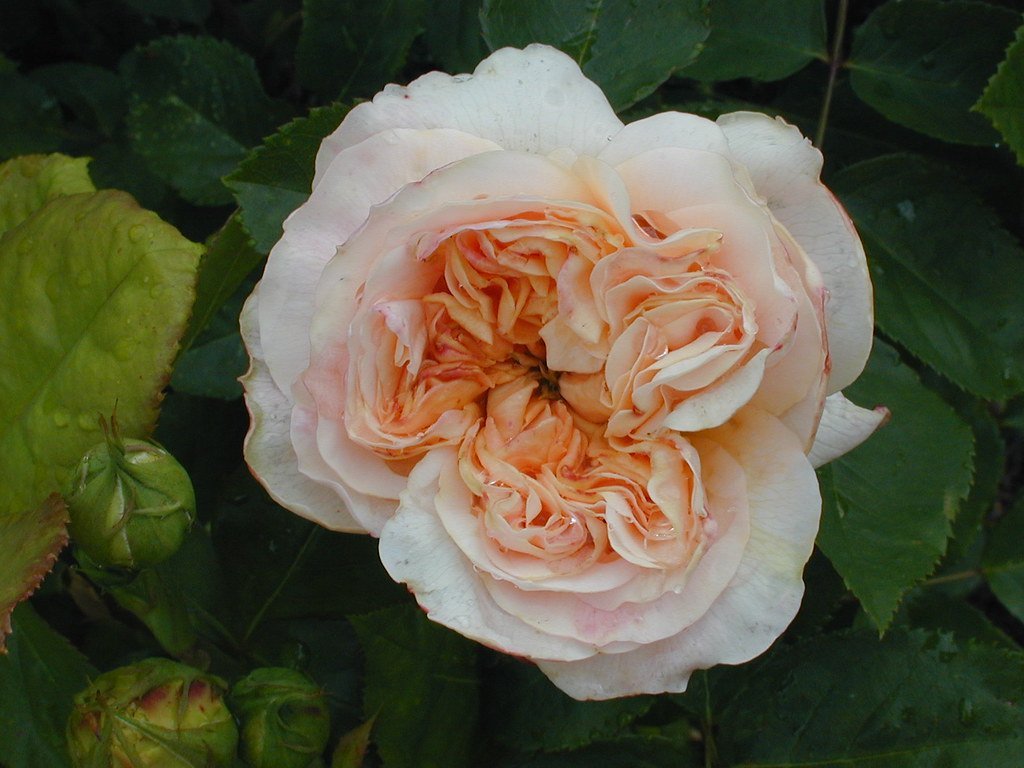 5. The Bourbon Rose: Romance Bottled in a Bloom (Sassy Gardener, Flickr, CC BY 2.0)