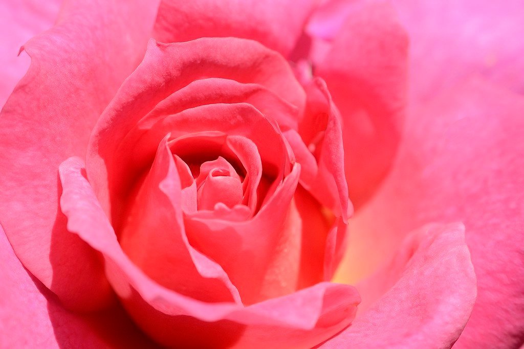 6. The Hybrid Tea Rose: The Classic Garden Showstopper (Image Credits: Flickr)