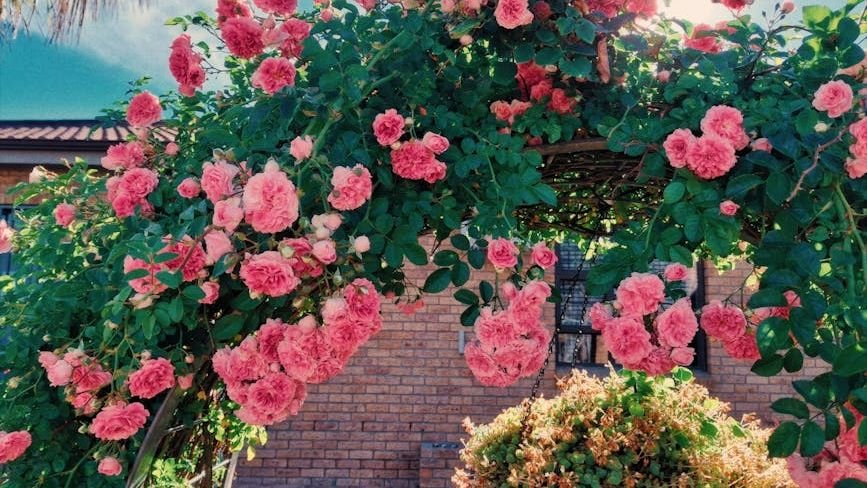 8 Classic Rose Varieties That Will Bring Timeless Elegance to Your Garden