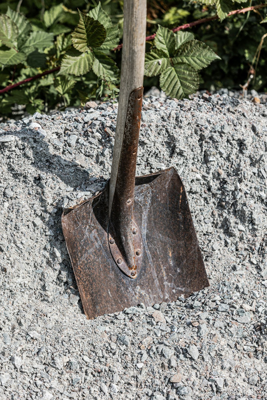 4. The Border Spade: Small But Mighty (Image Credits: Unsplash)