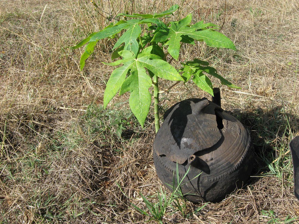 9. The Olla Watering Pot: Ancient Irrigation That Still Outsmarts Modern Systems (treesftf, Flickr, CC BY 2.0)