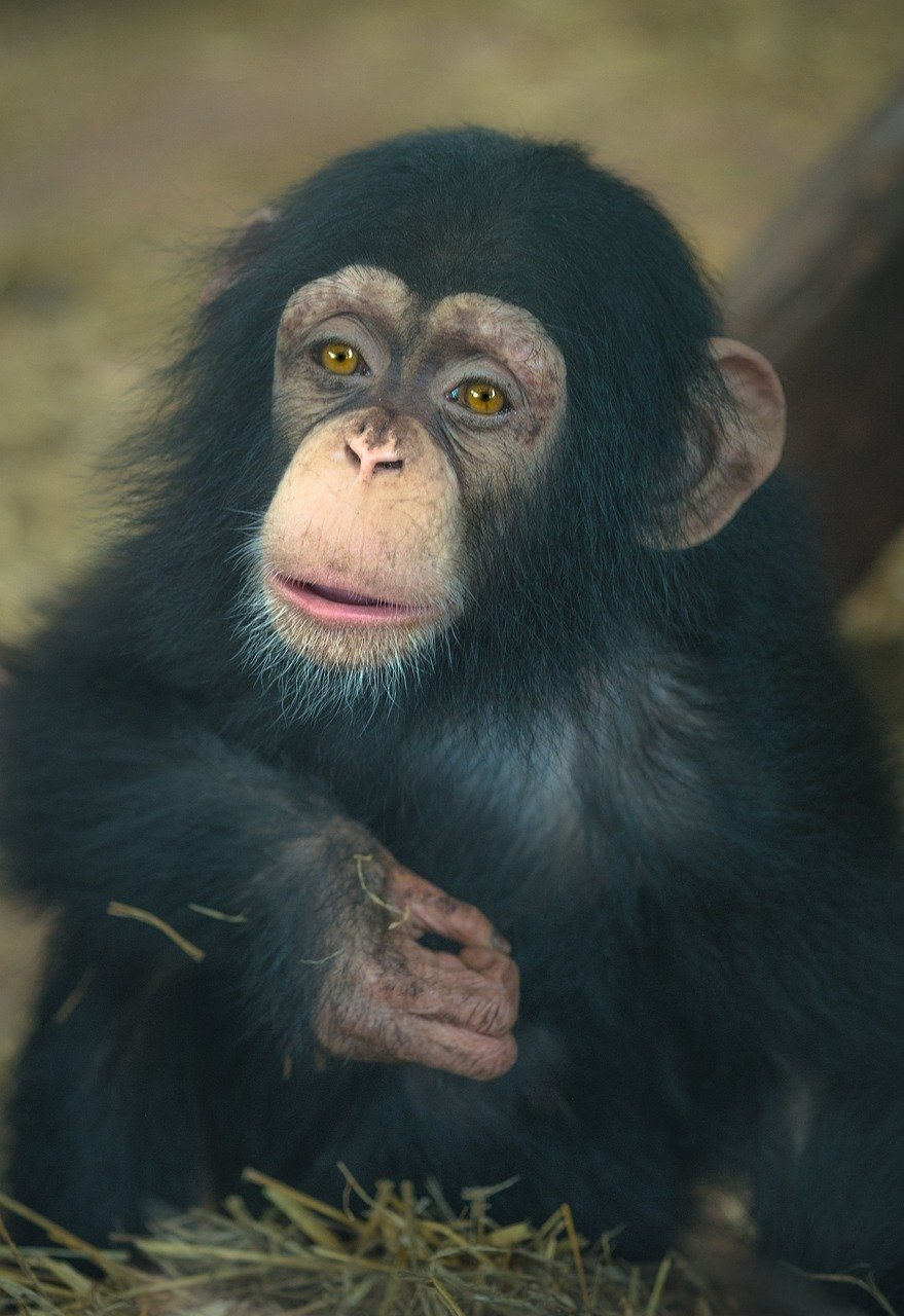 Me and the Chimp (Image Credits: Pixabay)
