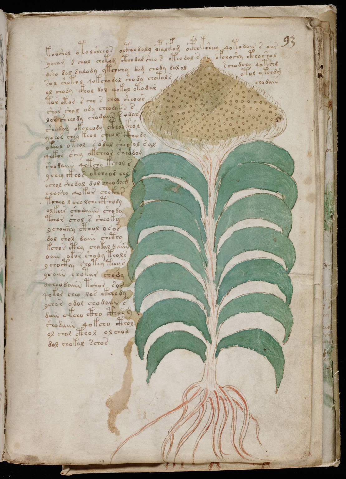 2. The Voynich Manuscript (Beinecke Rare Book & Manuscript Library, Yale University ([1])., Public domain)