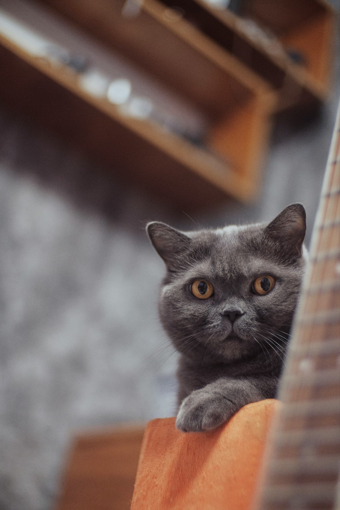 He Was Obsessed With His Cats - and Called Them While on Tour (Image Credits: Unsplash)