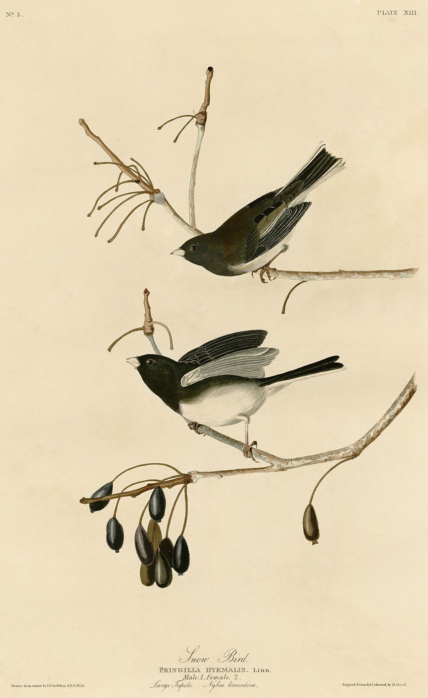 5. The Birds of America by John James Audubon - Nature's Most Expensive Portrait (By John James Audubon, Public domain)