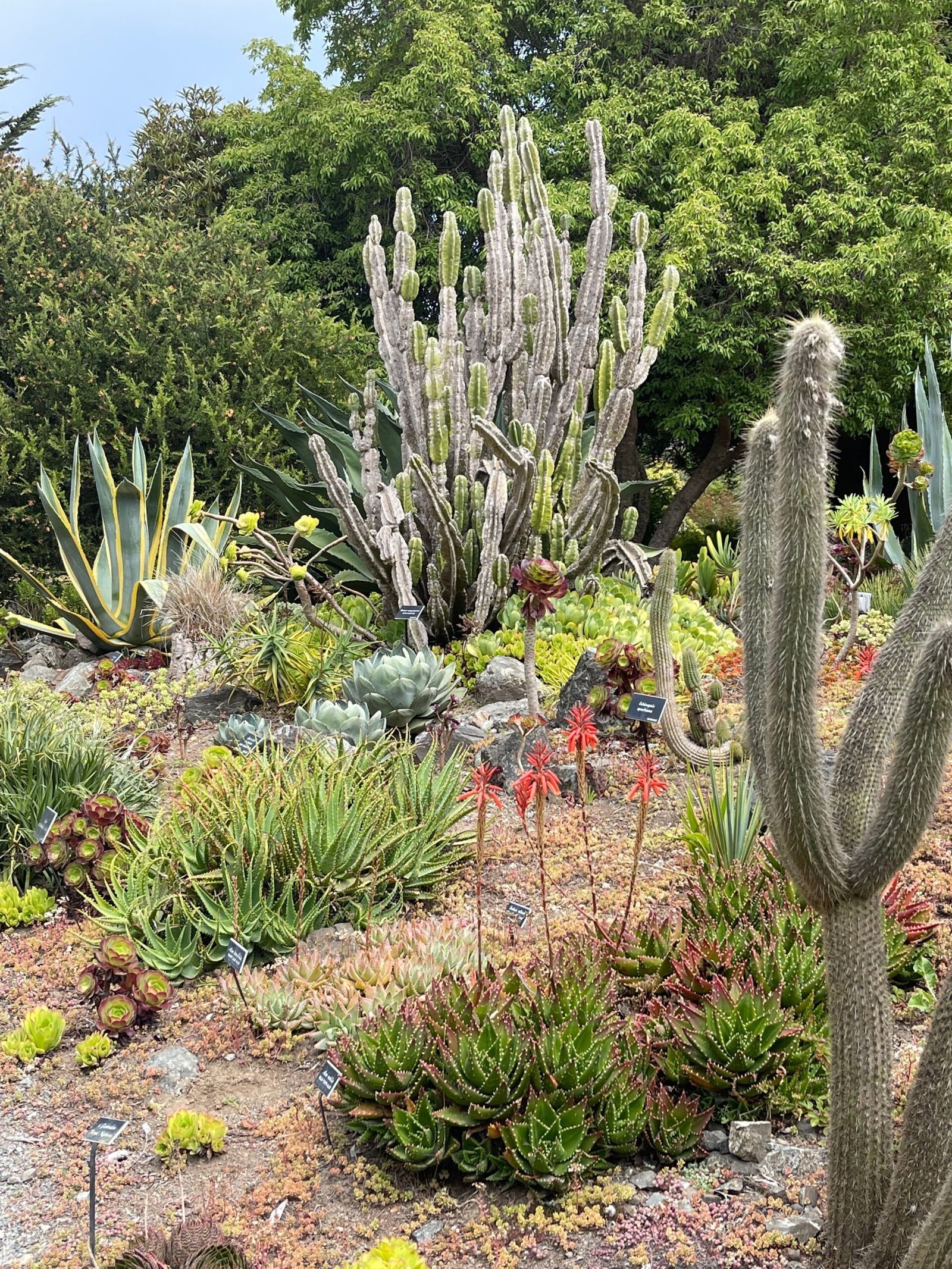 8. Mendocino Coast Botanical Gardens, California (By Missvain, CC BY 4.0)
