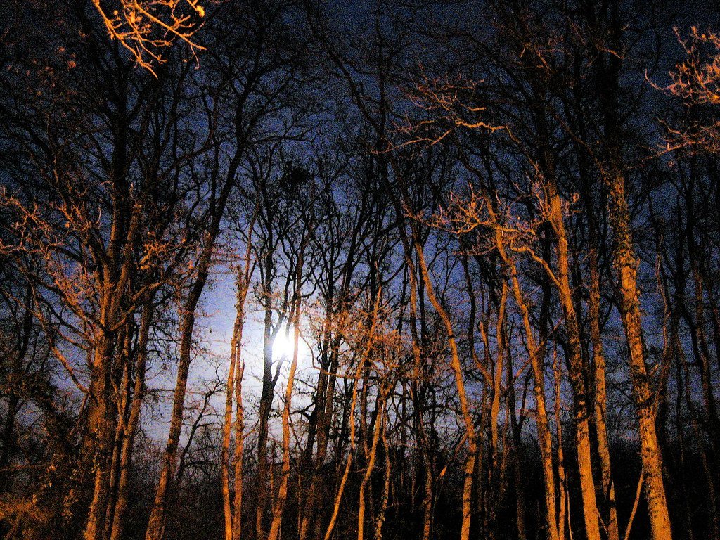 3. Hoia-Baciu Forest, Romania (DocChewbacca, Flickr, CC BY-SA 2.0)