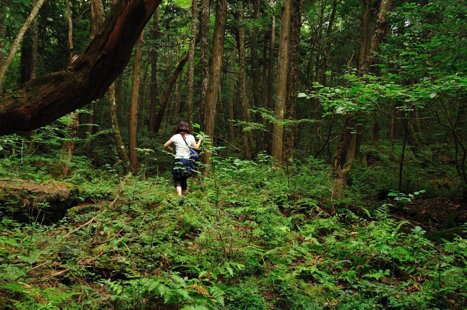5. Aokigahara, Japan (fuji jyukai_06, CC BY 2.0)