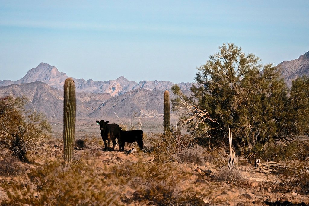 3. Love Comes Softly (2003) (REM ~ Photo, Flickr, CC BY 2.0)