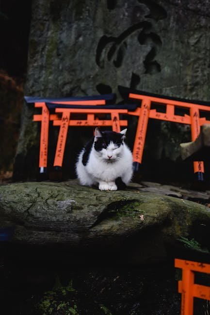 2. Cat Islands: Felines Outnumber Humans (Image Credits: Pexels)