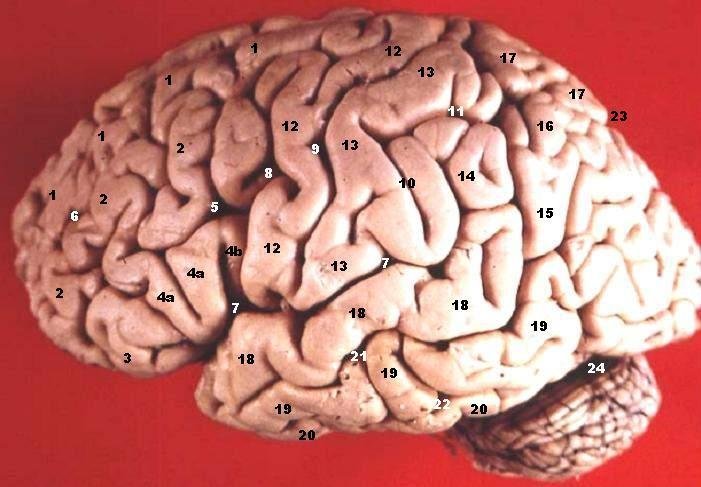 The Psychology Behind Our Pattern-Hungry Minds (By John A Beal, PhD 

Dep't. of Cellular Biology & Anatomy, Louisiana State University Health Sciences Center Shreveport, CC BY 2.5)
