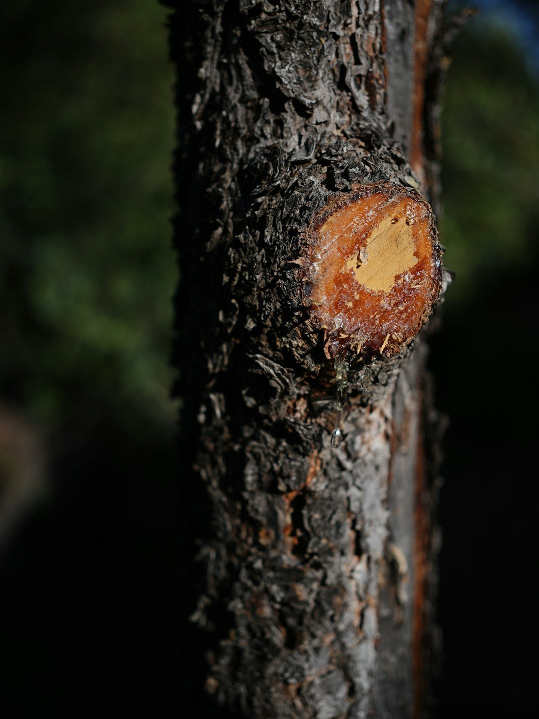 9. Myth: Seal Pruning Cuts to Block Disease (Image Credits: Unsplash)