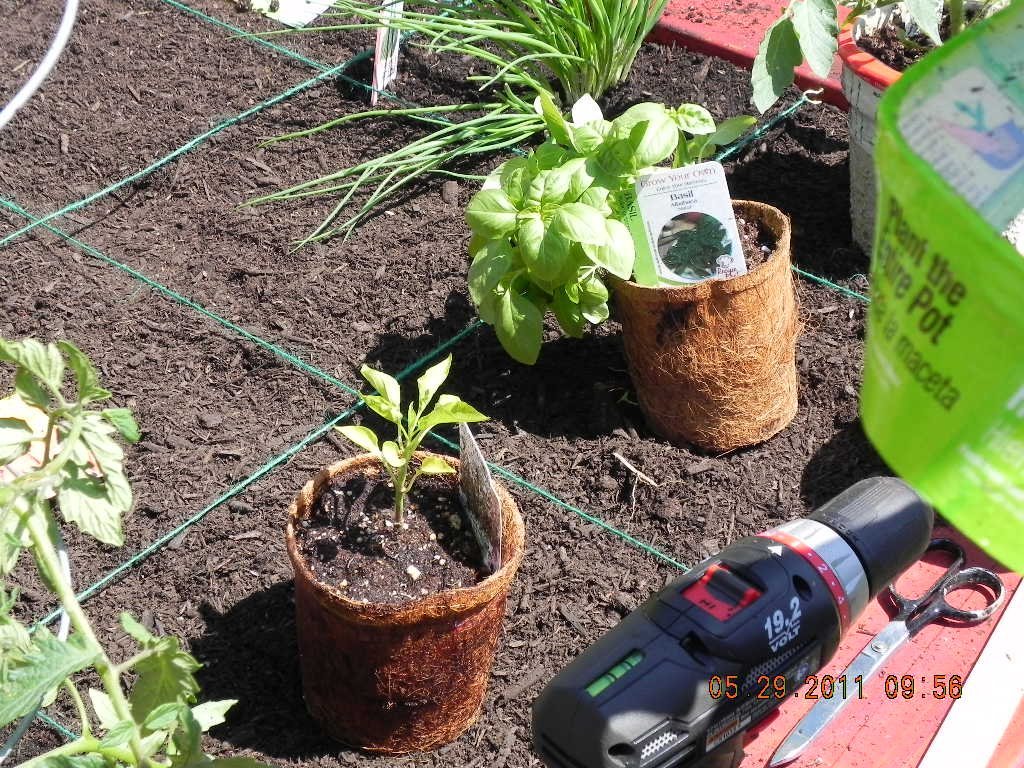 1. Practice Companion Planting to Confuse and Repel Pests (EatandLiveGreen, Flickr, CC BY 2.0)