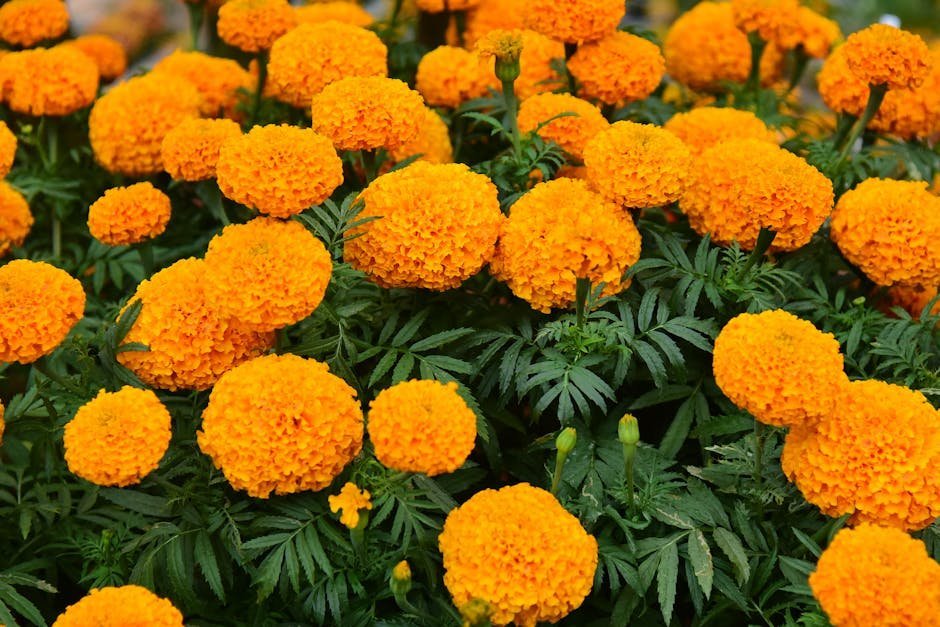 2. Plant Marigolds as a Natural Pest Barrier (Image Credits: Pexels)