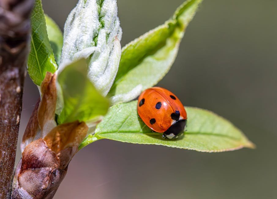 5. Attract and Protect Beneficial Insects (Image Credits: Pexels)