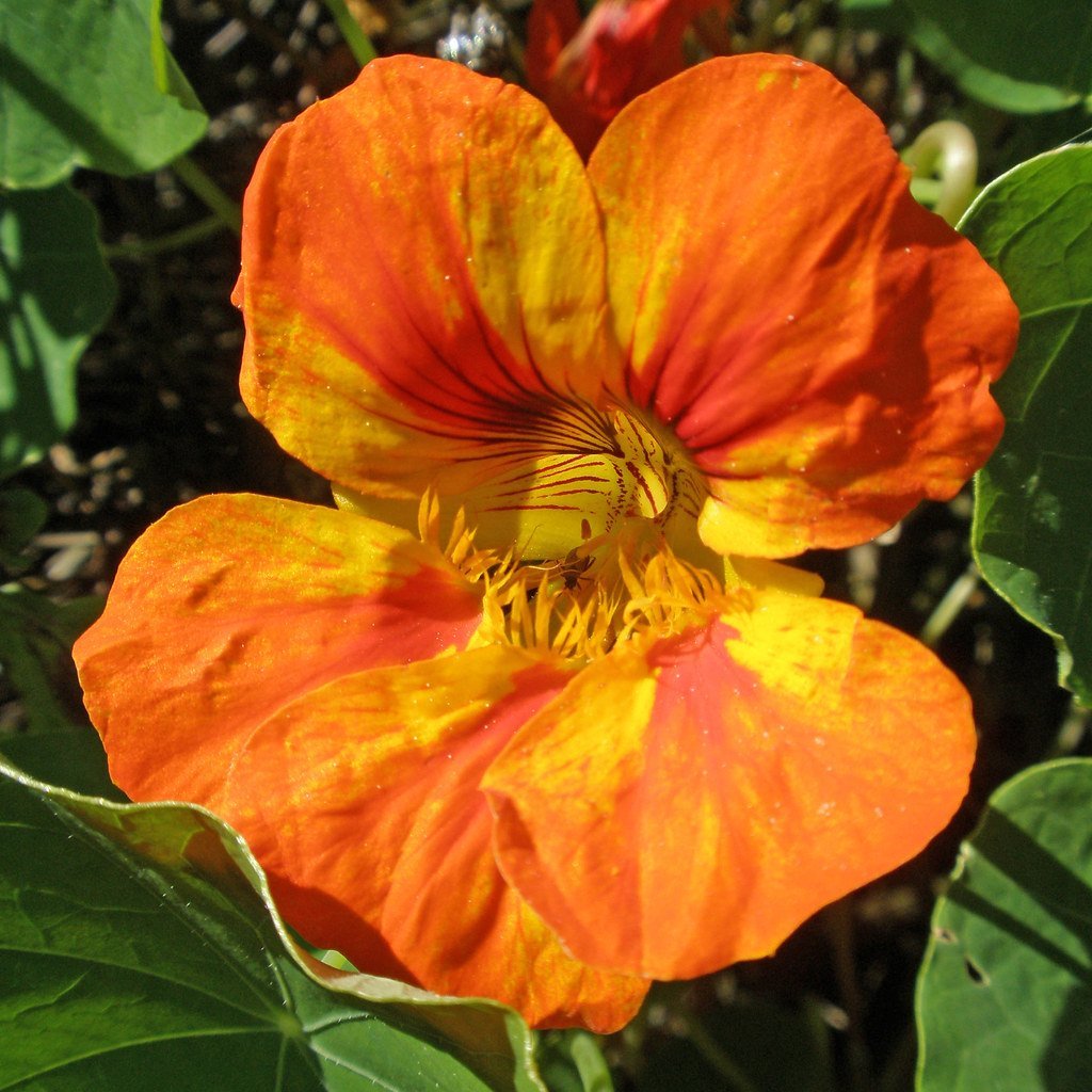 12. Try Nasturtiums as Trap Crops (amandabhslater, Flickr, CC BY-SA 2.0)