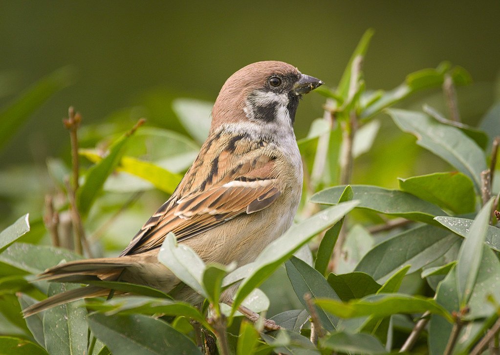 13. Invite Birds and Natural Predators Into Your Garden (hedera.baltica, Flickr, CC BY-SA 2.0)
