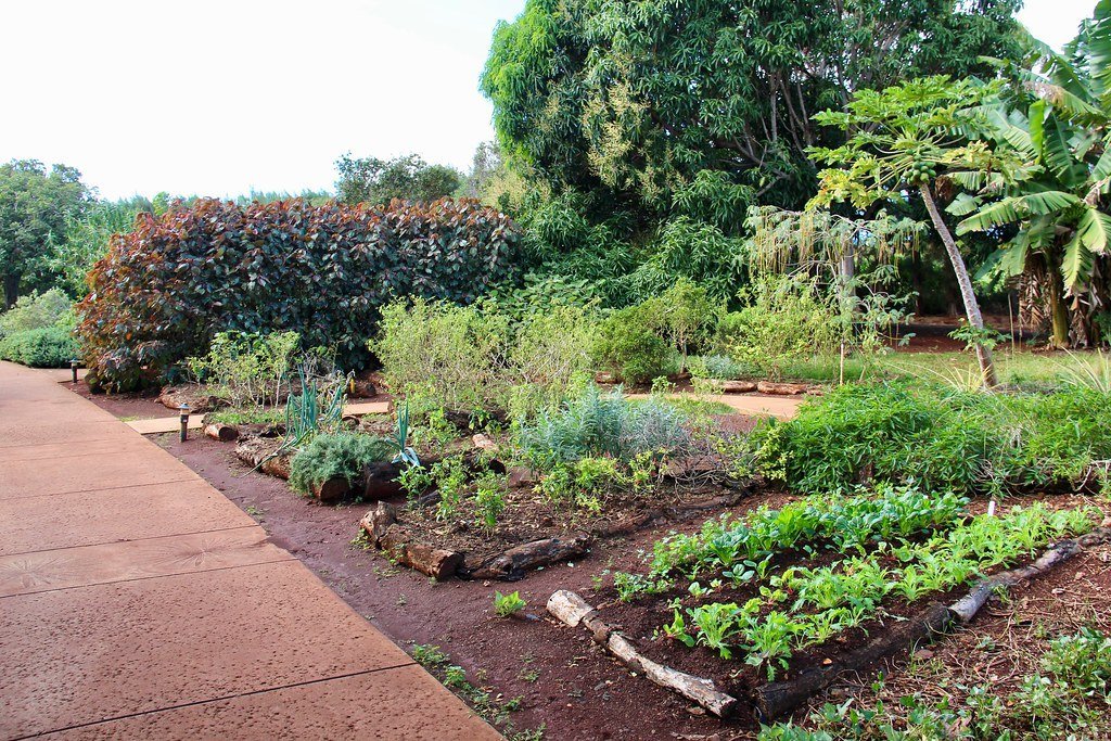 Secret #4: Never Walk on Your Garden Beds (Image Credits: Flickr)