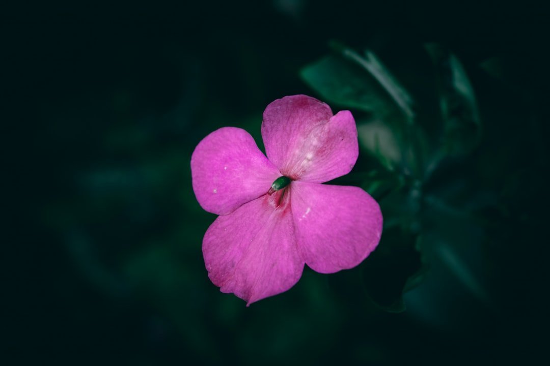 3. Emily Dickinson: Let Flowers Become Your Emotional Language (Image Credits: Unsplash)