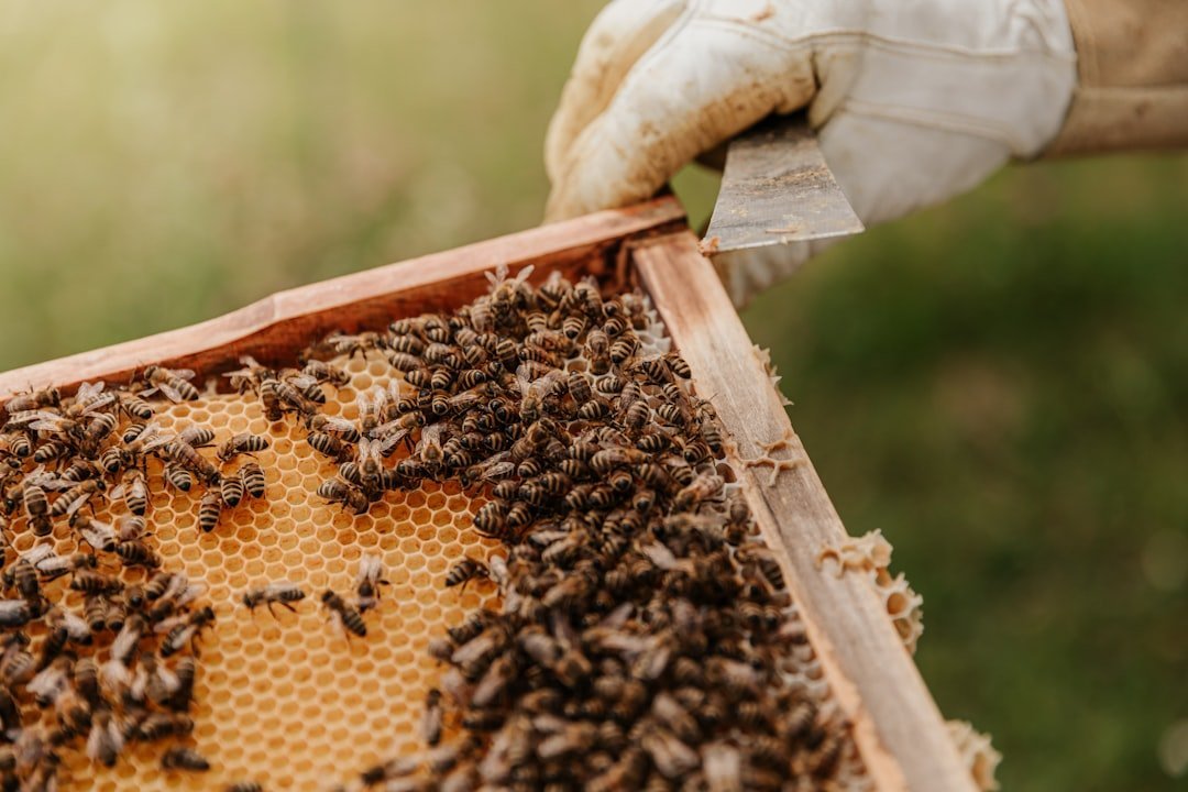 Sylvia Plath: The Beekeeper (Image Credits: Unsplash)
