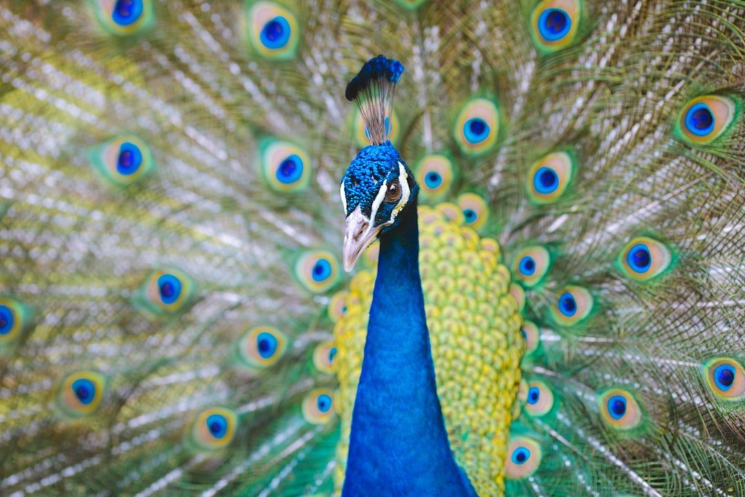 Flannery O'Connor: The Peacock Breeder (Image Credits: Unsplash)