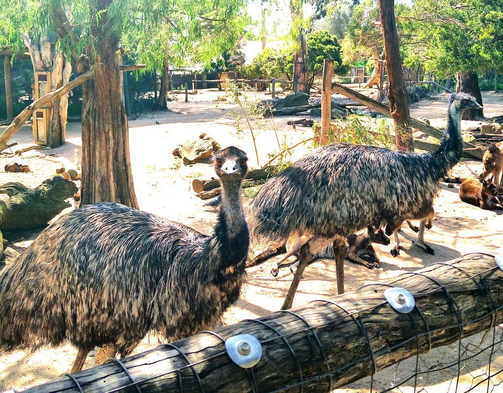 5. The Great Emu War of Australia (1932) (caspiajackmanson, Flickr, CC BY 2.0)