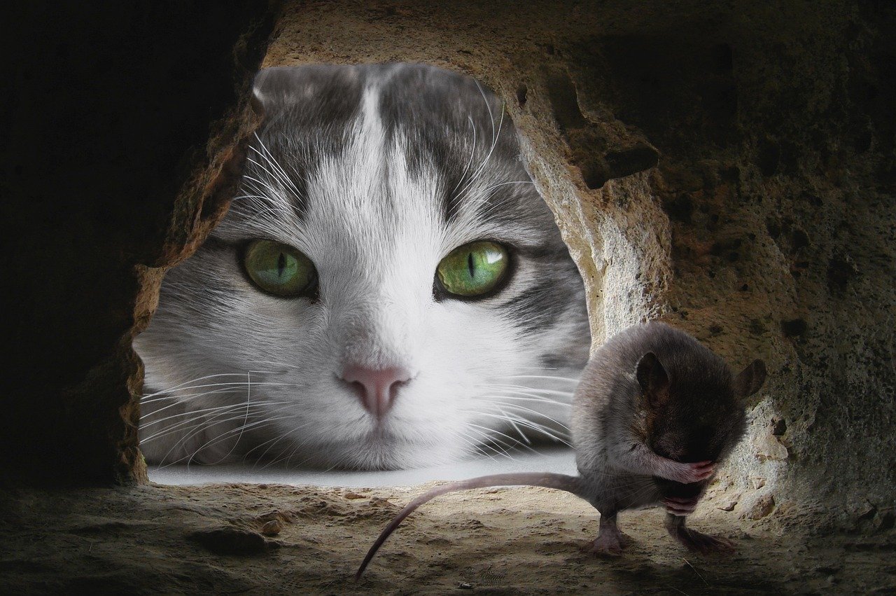 Cat and Mouse in Partnership (Image Credits: Pixabay)