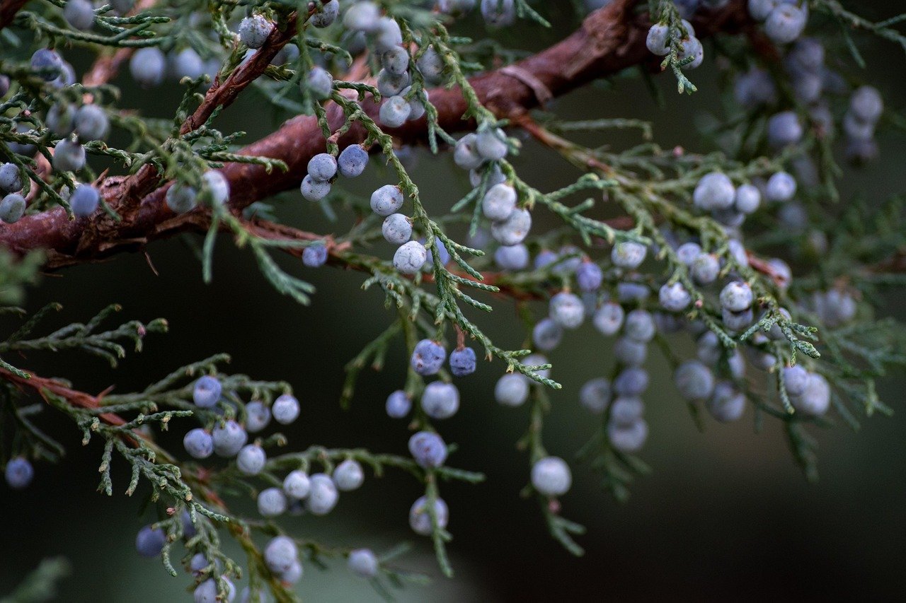 The Juniper Tree (Image Credits: Pixabay)