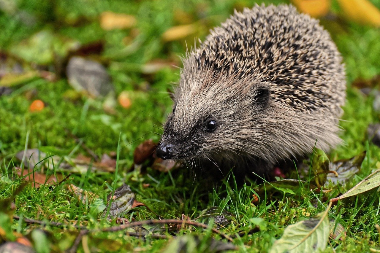 Hans the Hedgehog (Image Credits: Pixabay)
