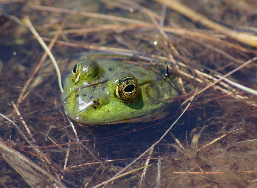 The Ungrateful Son (cluczkow, Flickr, CC BY 2.0)