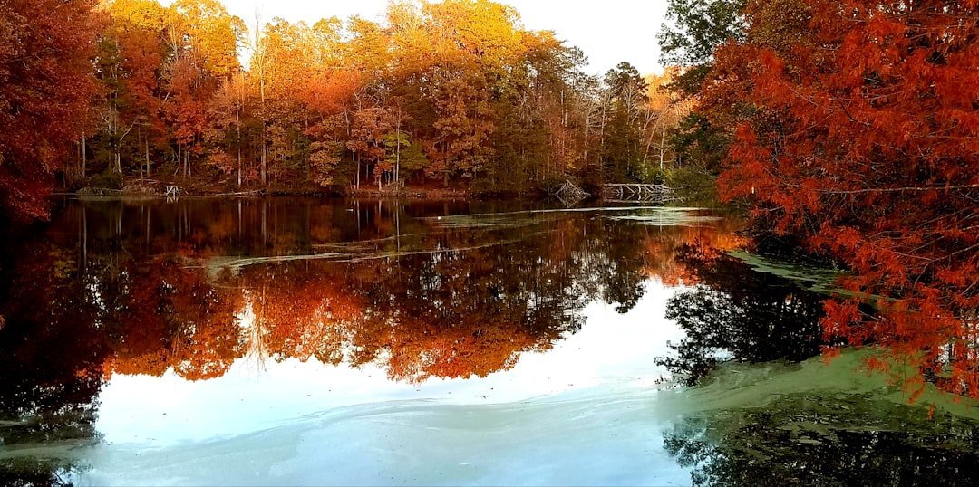 Walden Pond, Concord, Massachusetts (Image Credits: Unsplash)