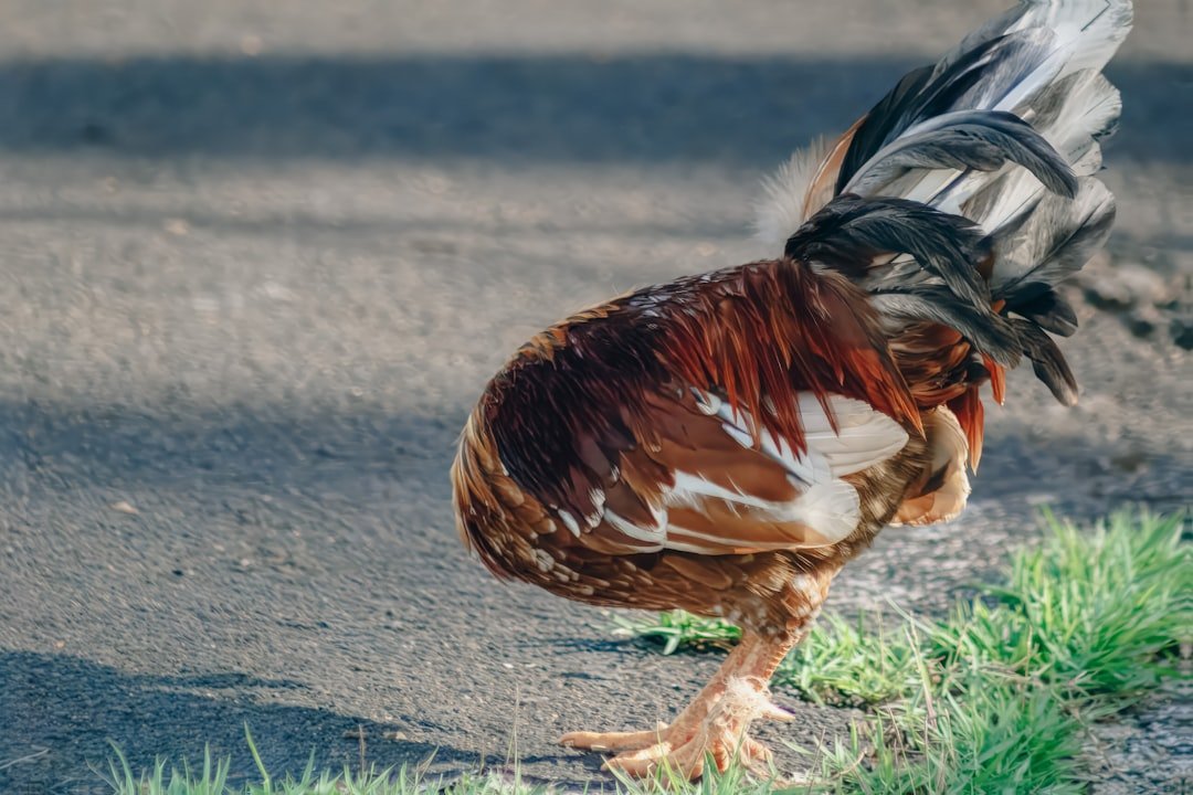 2. Headless Chicken Festival – Fruita, Colorado (Image Credits: Unsplash)