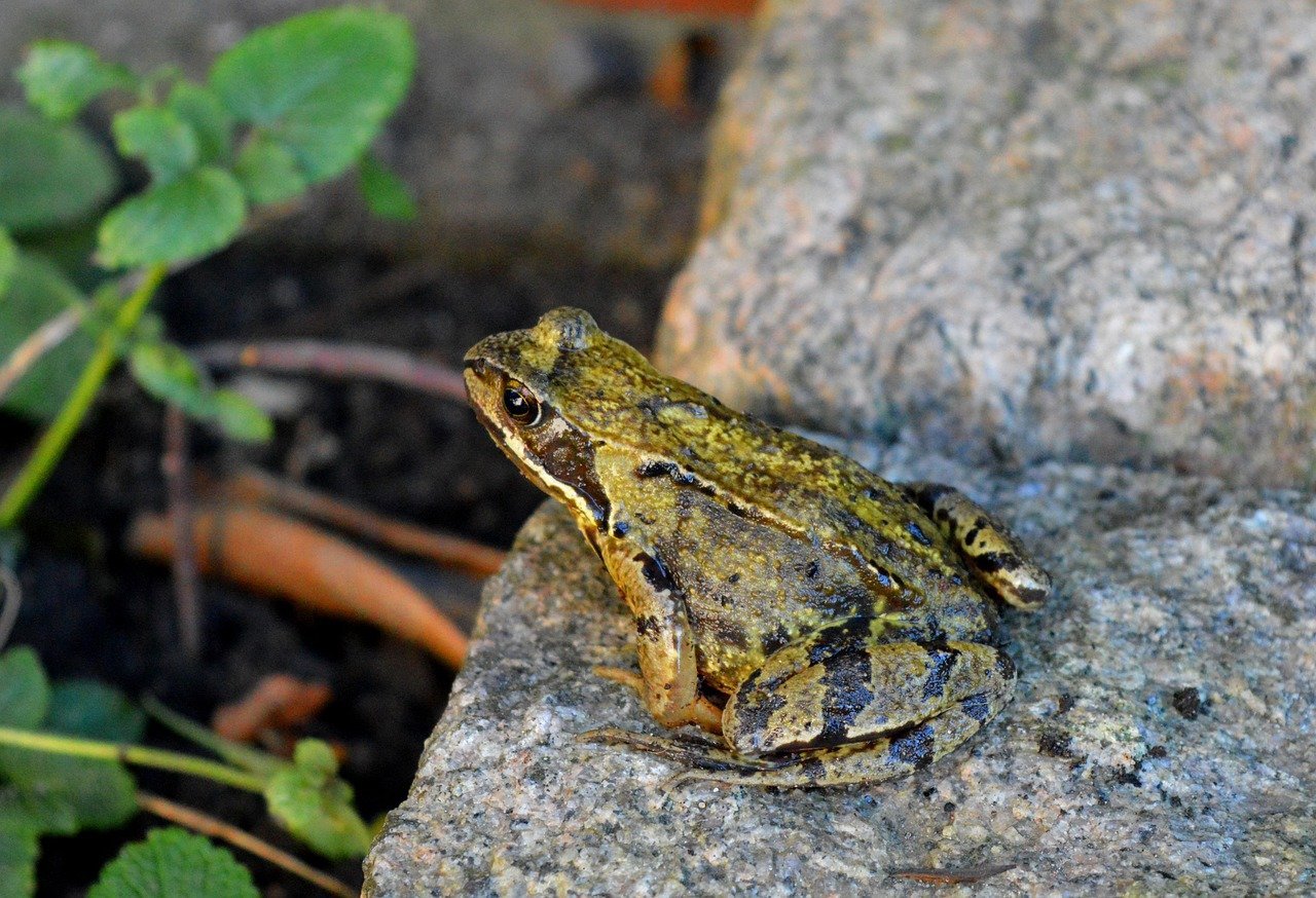 7. Calaveras County Frog Jumping Jubilee – Angels Camp, California (Image Credits: Pixabay)