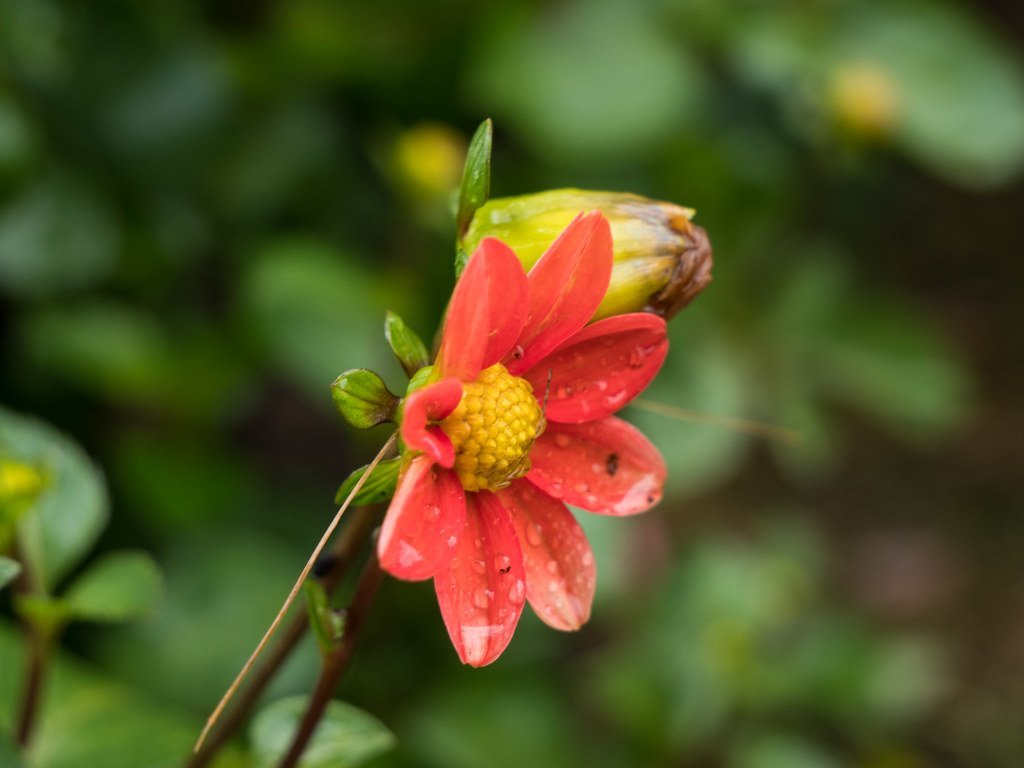 6. Deadhead Spent Flowers to Redirect Energy (F. D. Richards, Flickr, CC BY-SA 2.0)