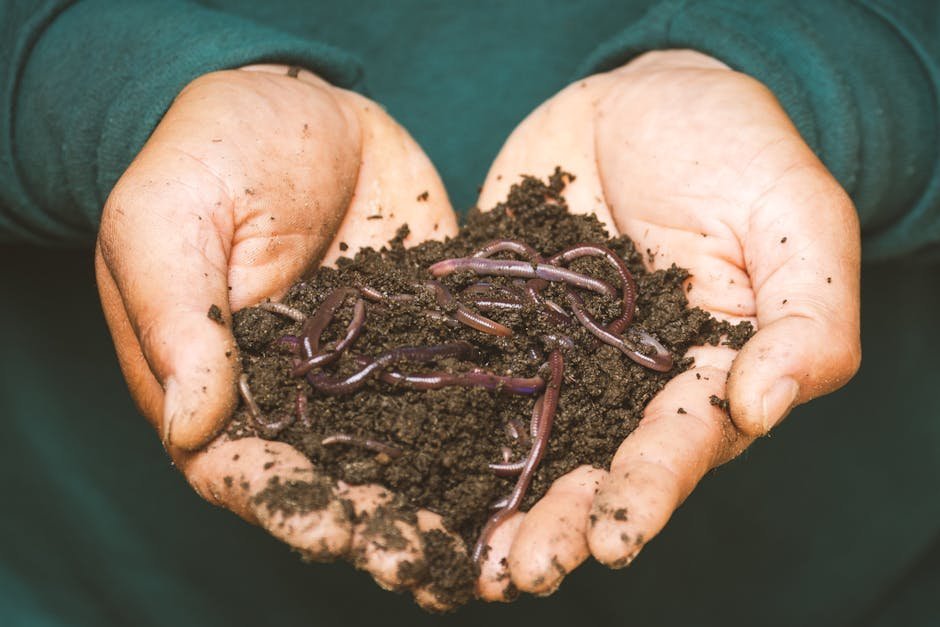 12. Enrich Roots With Worm Castings and Bone Meal (Image Credits: Pexels)