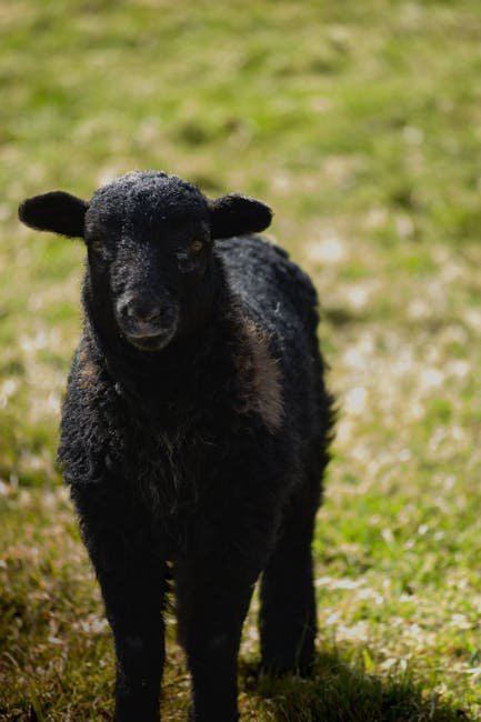 Baa, Baa, Black Sheep (Image Credits: Pexels)