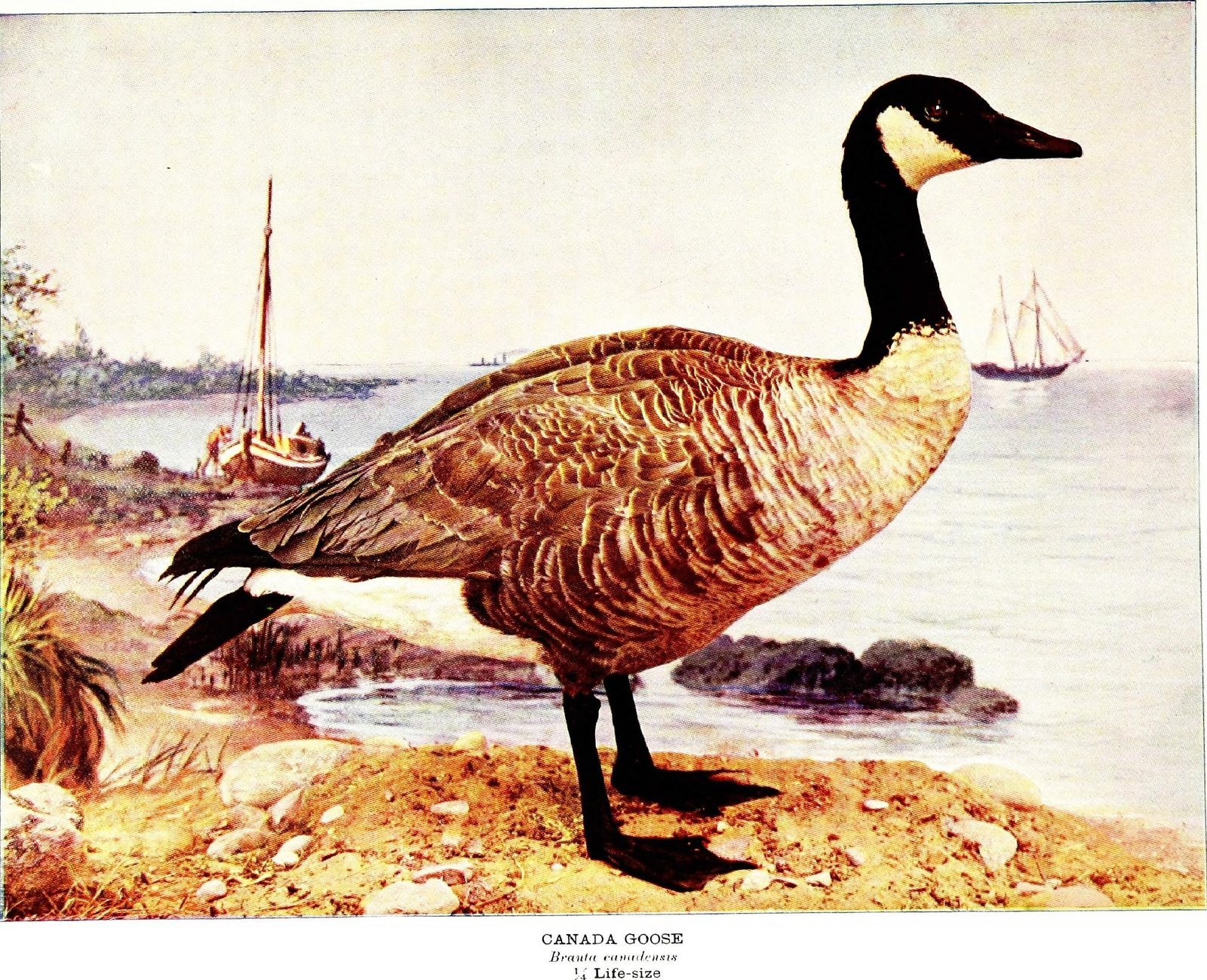 Goosey Goosey Gander (By Internet Archive Book Images, No restrictions)